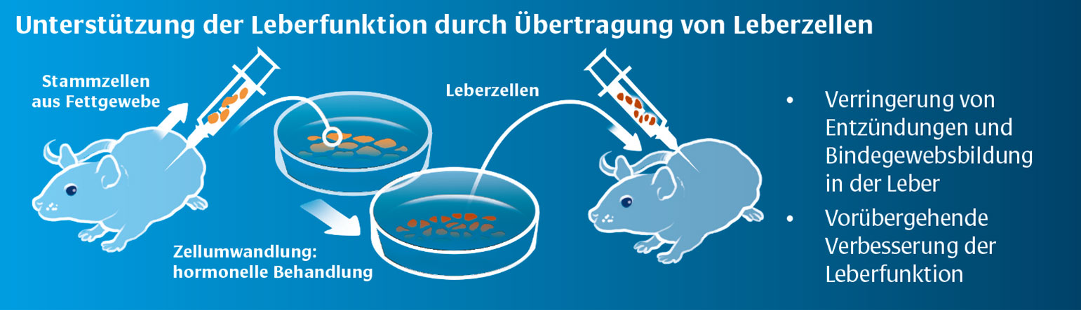 Grafik: Übertragung von Leberzellen bei Mäusen